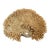 Natural Table Coral Specimen Coastal Decor For Sale