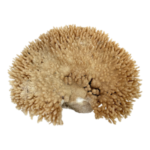 Natural Table Coral Specimen Coastal Decor