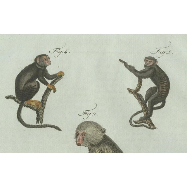 Black Bertuch, Five Monkeys and Tamarins, 1802, Engraving For Sale - Image 8 of 9