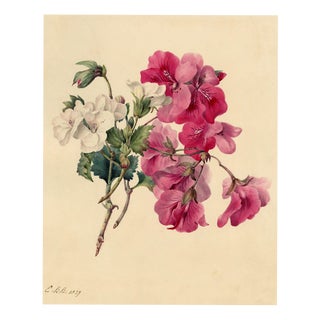 E.B.R., Pink & White Geranium Flowers, Watercolour For Sale