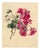 E.B.R., Pink & White Geranium Flowers, Watercolour For Sale