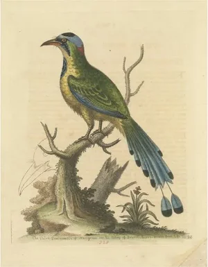 Brasilian Saw-Billed Roller, Paper