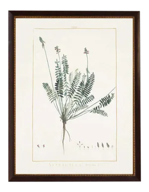 Astragalus in Brown Moulding With Gold Bead