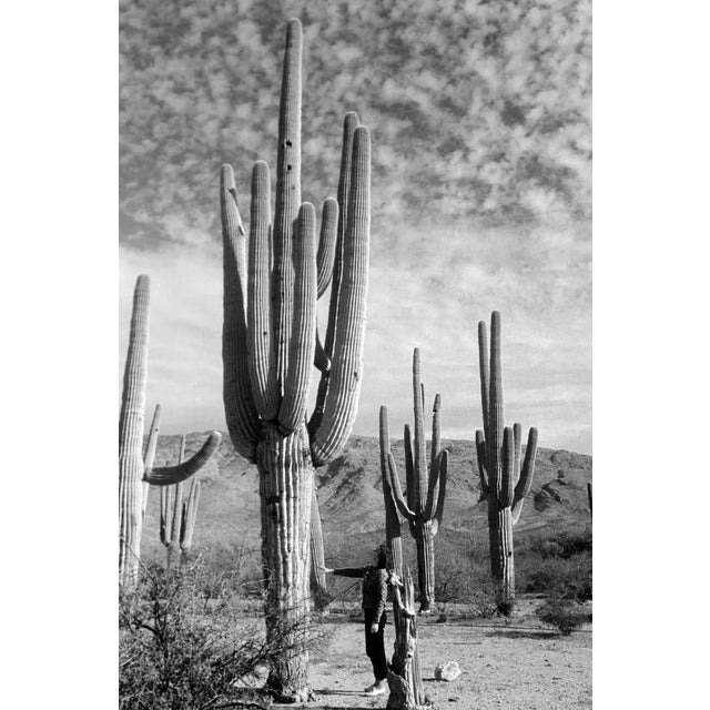 The black-and-white photo from 1962 shows a desert scene in Saguaro National Park, dominated by towering saguaro cacti. In...