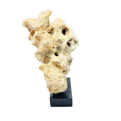 Natural coral stone from Indonesia with a sandy hue, displayed on a handcrafted teak stand. Its organic texture and warm...