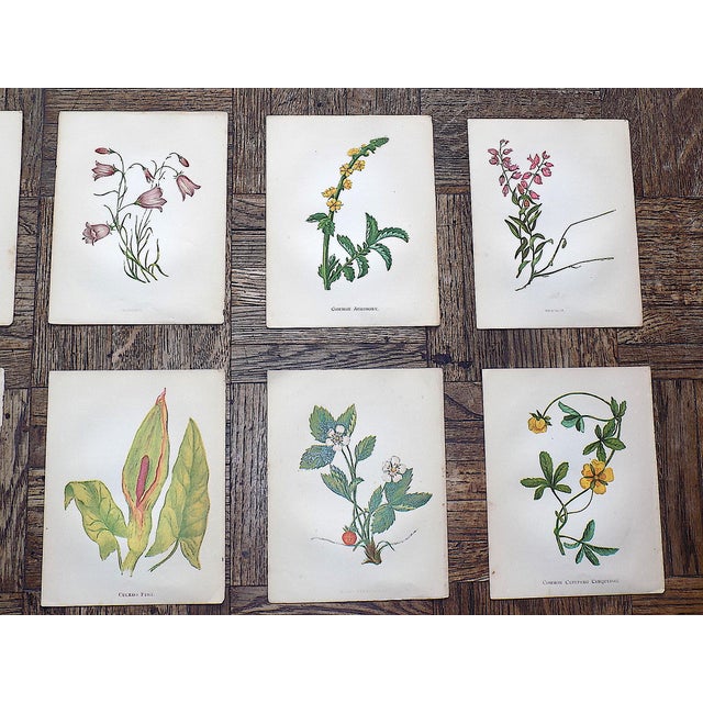 Realism Antique 19th Century Anne Pratt Botanical Chromolithographs - Set of 12 For Sale - Image 3 of 8