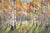 Impressionist Landscape Painting by Ebrahim Amin (Born 1950) For Sale - Image 4 of 11