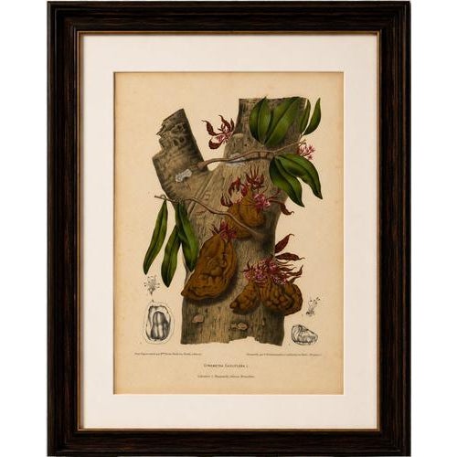 Original antique botanical chromolithograph of namnam tree, c. 1880 a fascinating original antique botanical...