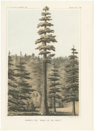 T. Sinclair, Towering Mammoth Tree in California, Forest, 1856, Lithograph