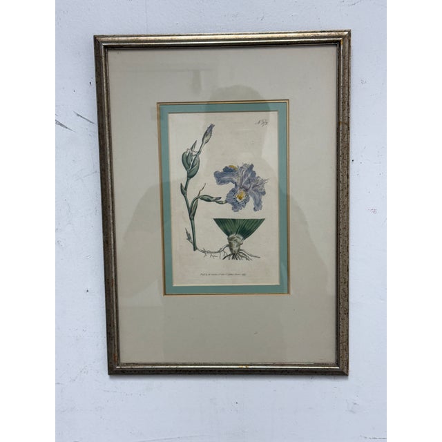 Wood William Curtis "Chinese Iris" Botanical Print, Framed For Sale - Image 7 of 12