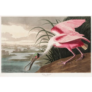 Roseate Spoonbill by John James Audubon, Vintage Art Print Reproduction, 60" × 40" For Sale