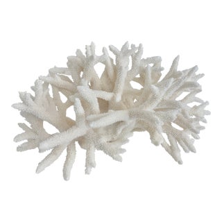 Extraordinary Natural Staghorn Coral on Acrylic Base For Sale