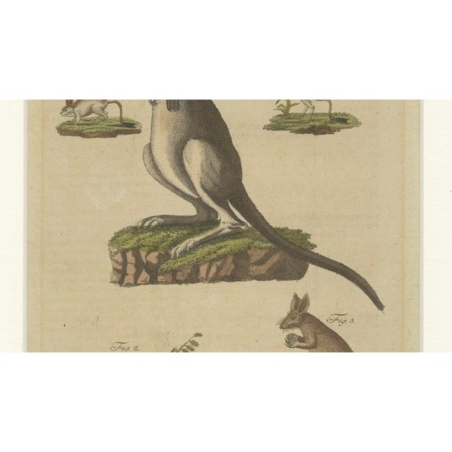 Brown Bertuch, Kangaroo, Wallaby & Hopping Mammals, 1795, Engraving For Sale - Image 8 of 10
