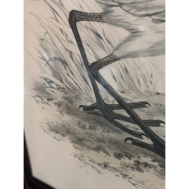Rare Antique Edward Lear Great Egret Hand-Colored Lithograph, John Gould, 1830s For Sale - Image 10 of 12