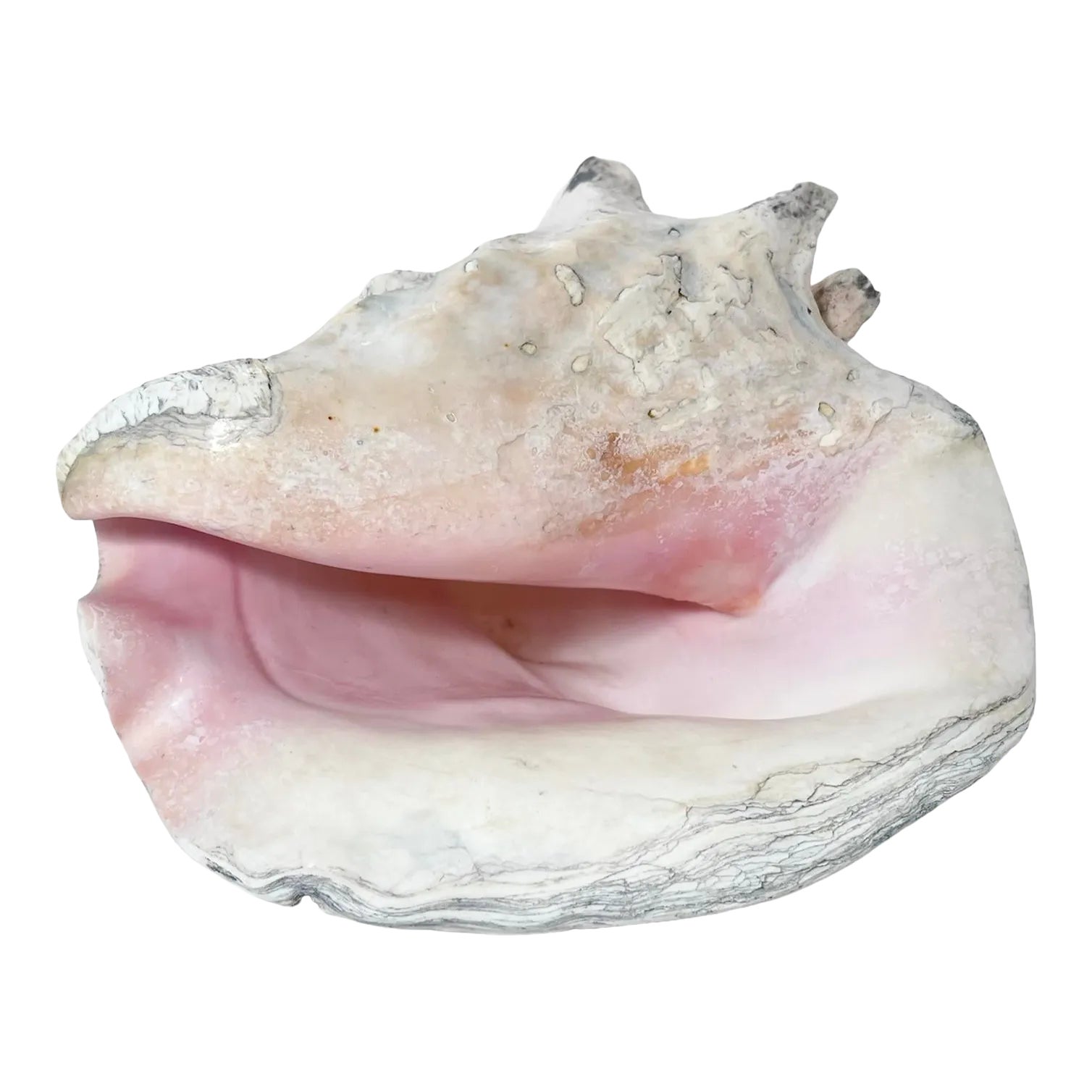 Large Late 20th Century Conch Shell | Chairish