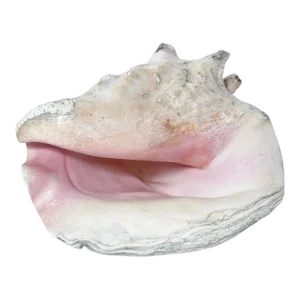 Large Late 20th Century Conch Shell
