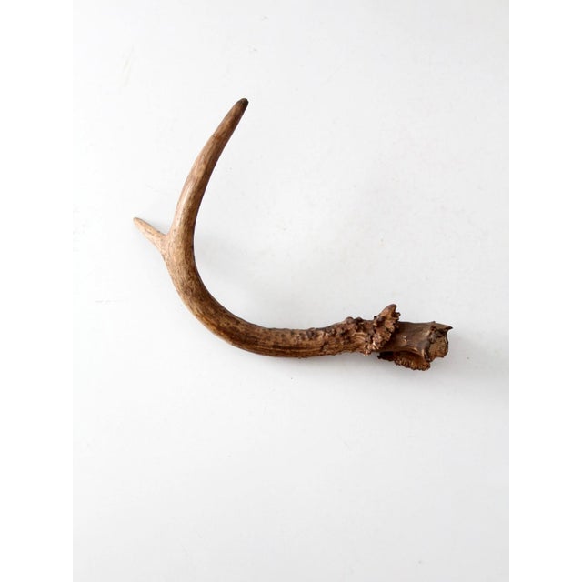 Vintage Natural Deer Antler For Sale - Image 10 of 13