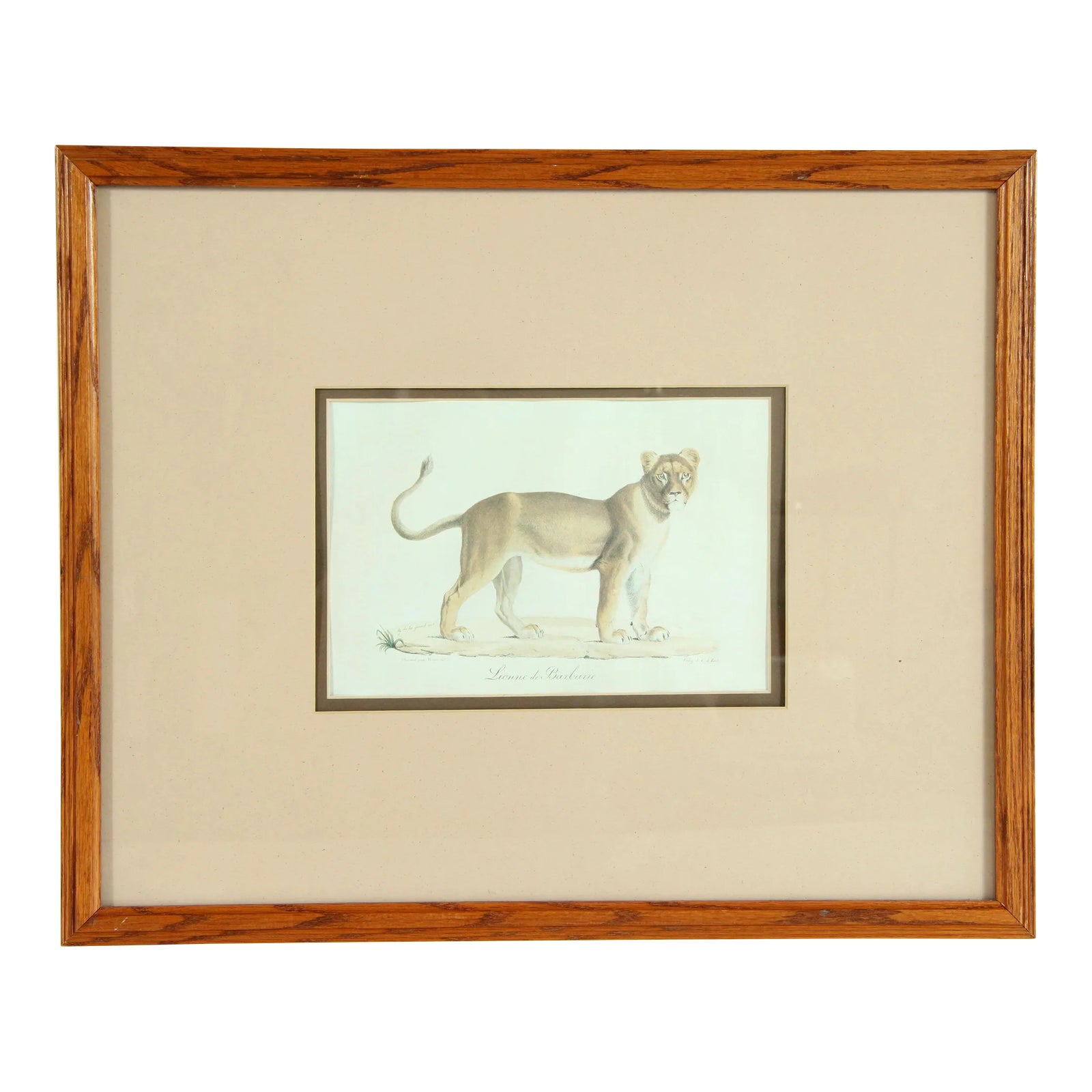 Antique 19th C. Framed Lithograph Print of Barbary Lion / Lioness