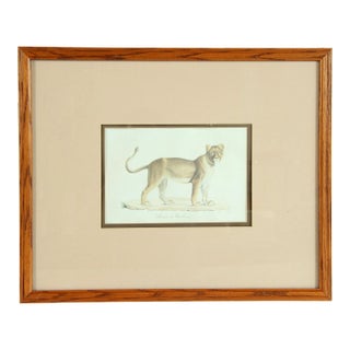 Antique 19th C. Framed Lithograph Print of Barbary Lion / Lioness For Sale