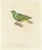 Prêtre, Ornithological Illustration of the Male Dwarf Pigeon (Colombe Naine), 1838, Print For Sale - Image 6 of 6