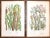 Printmaking Materials 19th Century Lithographs - Botanicals - Set of 9 For Sale - Image 7 of 8
