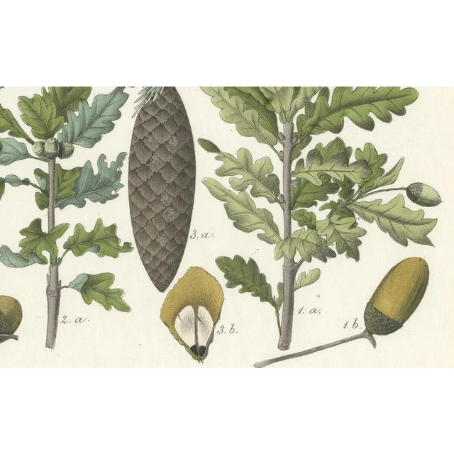 Calwer, Hand-Colored Botanical Illustration of Spruce, Oak, and Currant, 1854, Lithograph For Sale - Image 3 of 6