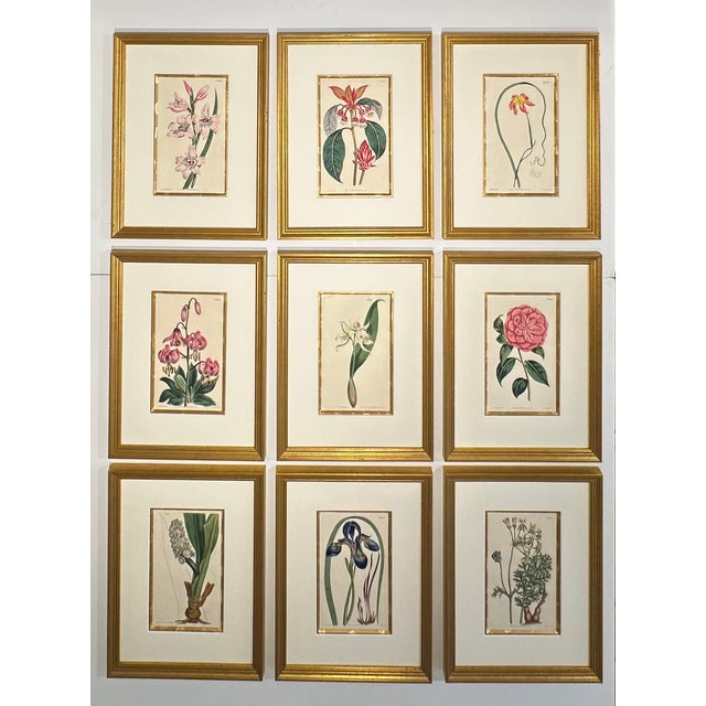 William Curtis Set of 9 Original 1842 Curtis Botanical Prints in Ornate Gold-Leaf Gesso Matting – Framed For Sale - Image 4 of 15