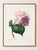 Hydrangea by Pierre-Joseph Redouté, Vintage Botanical Art Print, 30" X 40" For Sale In Buffalo - Image 6 of 9
