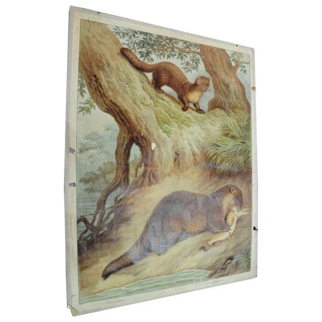 Old Vintage Country Style Weasel Otter Poster Print Wall Chart For Sale - Image 6 of 6