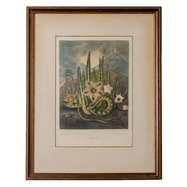 The Hirsute Stapelia, Robert John Thornton, 1807 For Sale In Savannah - Image 6 of 6