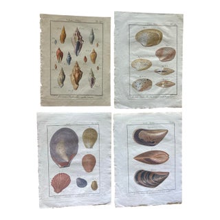 Set of 19th Century French Colored Shell Engravings For Sale
