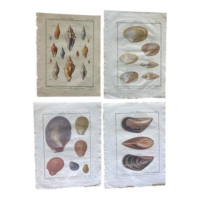 Set of 19th Century French Colored Shell Engravings For Sale