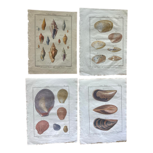 Set of 19th Century French Colored Shell Engravings