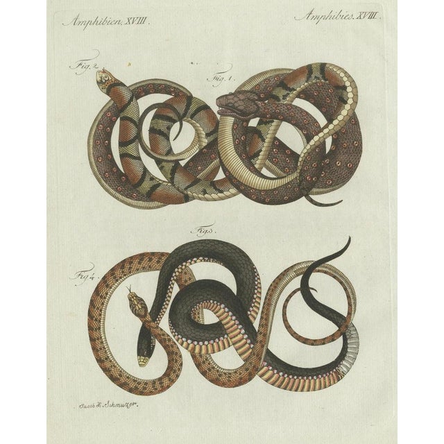Bertuch, Four Exotic Snakes, 1802, Engraving For Sale - Image 3 of 10