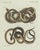 Bertuch, Four Exotic Snakes, 1802, Engraving For Sale - Image 3 of 10