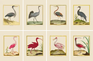 Shore Bird Grouping by Martinet Blue and Pink Giclee Reproductions