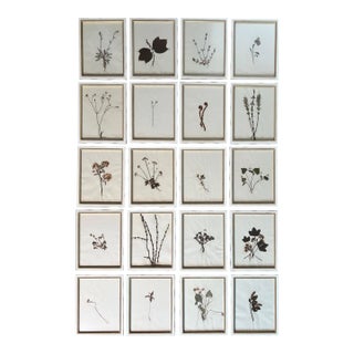 1895 Framed Antique Herbariums, Set of 20 For Sale