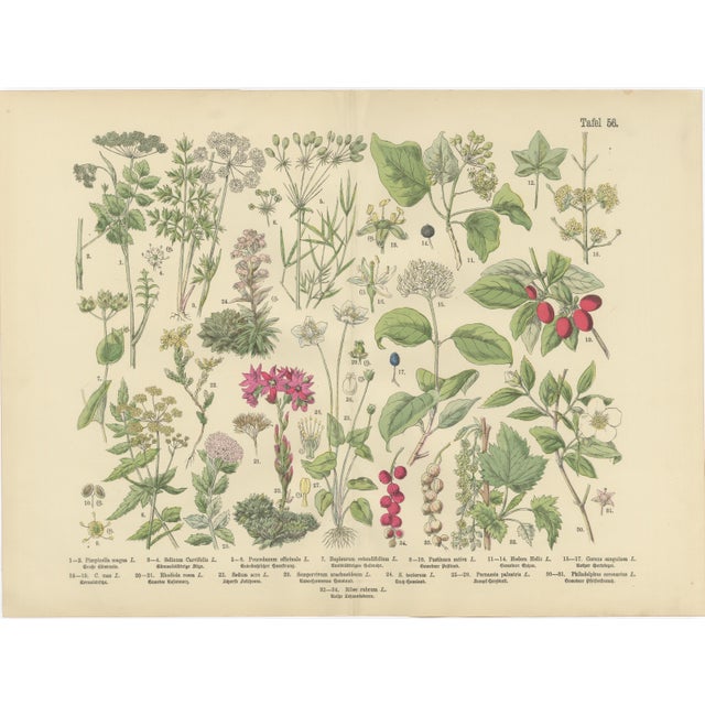 M. Fünfstück, Umbellifers & Medicinal Plants, 1890s, Chromolithograph, Set of 2 For Sale - Image 5 of 9
