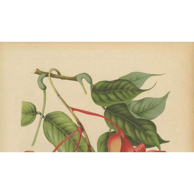 Paper Berthe Hoola van Nooten, Pride of Burma, 1880, Chromolithograph For Sale - Image 7 of 9