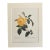 Vintage Pierre-Josephe Redouté Print in 11x14 Mat - "Rosa Indica", Roses, EUC For Sale