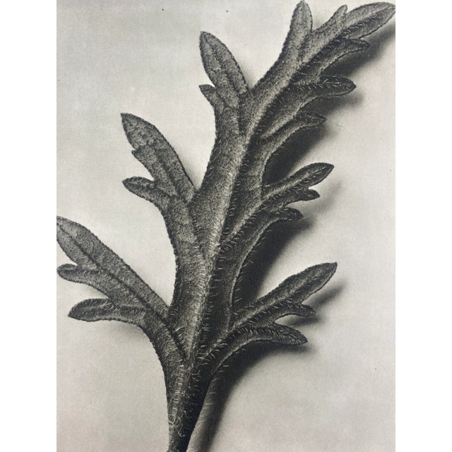Exquisite Botanical photogravure from famed Urformen Der Kunst portfolio by Blossfeldt . Karl Blossfeldt (1865 - 1932) was...