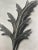 Exquisite Botanical photogravure from famed Urformen Der Kunst portfolio by Blossfeldt . Karl Blossfeldt (1865 - 1932) was...