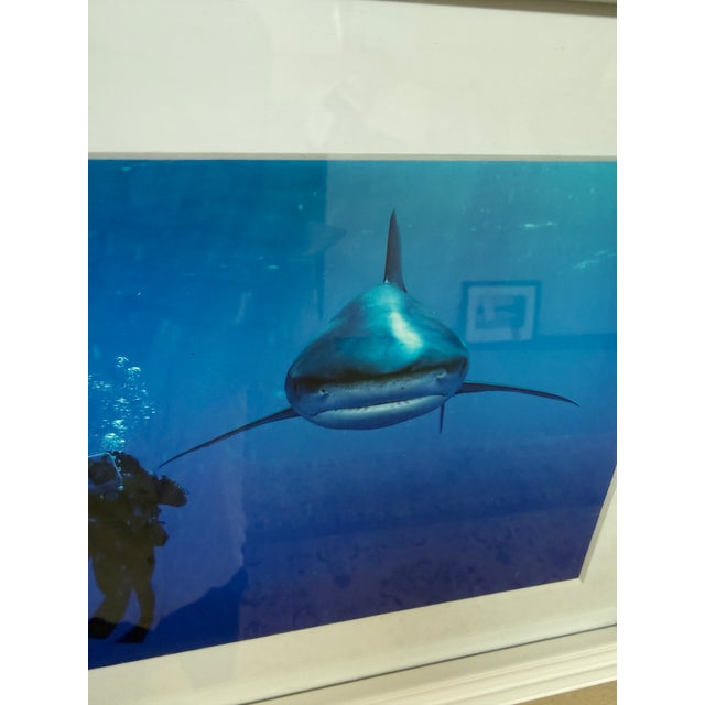 Brian Skerry Sharks on Assignment Great White Photograph, Framed For Sale In San Francisco - Image 6 of 12
