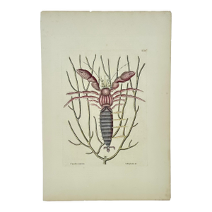 Sea Lobster by Catesby, 1815