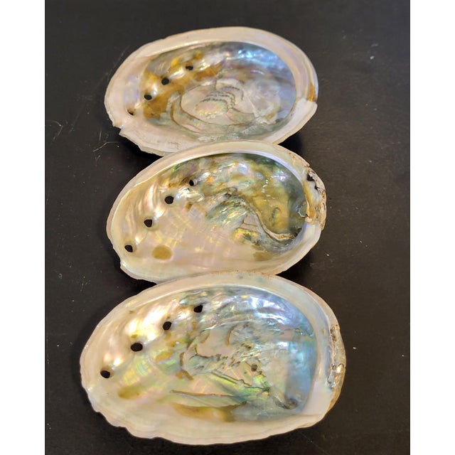Coastal Natural Abalone Shell Collection, Set 3 For Sale - Image 3 of 9