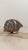 1970s Vintage Triton Trumpet Shell Shaped Silver-Plated Metal Trinket Case Box, 1970s For Sale - Image 5 of 18