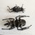 Articulated Bronze Stag Beetle and Cricket Figures For Sale - Image 4 of 10