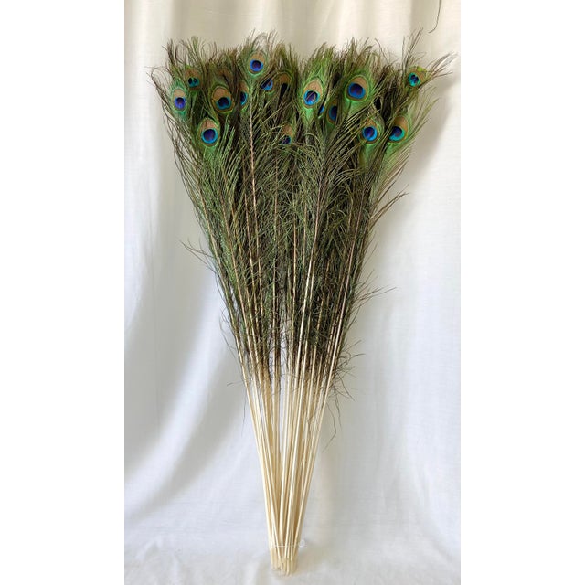 Naturally Shed Tall Peacock Feathers Set of 50 Chairish
