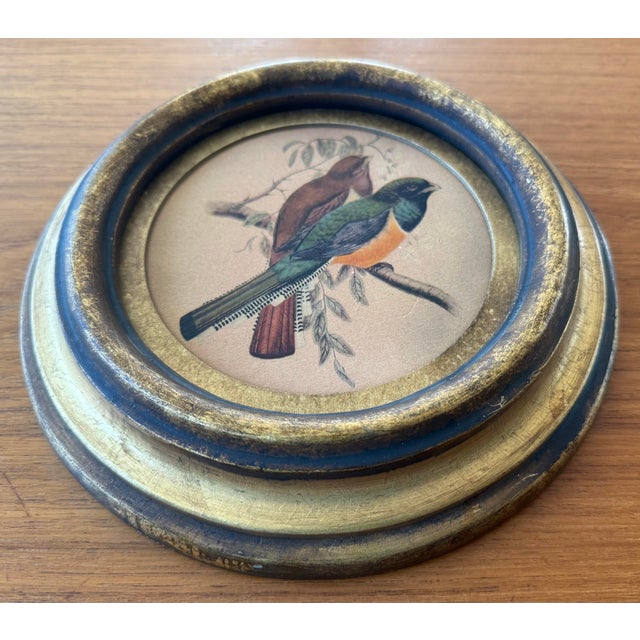 Vintage Framed Print of Trogon Birds For Sale In Austin - Image 6 of 8