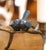 Pair of Mid-Century Cast Iron Bird Branch Two-Light Candelabras For Sale - Image 4 of 10